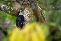 Datel cernolici - Melanerpes pucherani - Black-cheeked Woodpecker o5547_2
